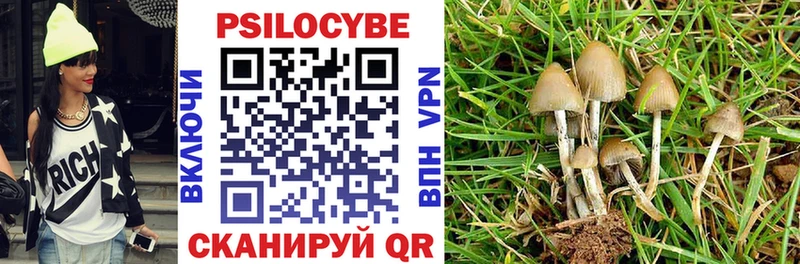 Купить где  Старица  Псилоцибиновые грибы Psilocybine cubensis 